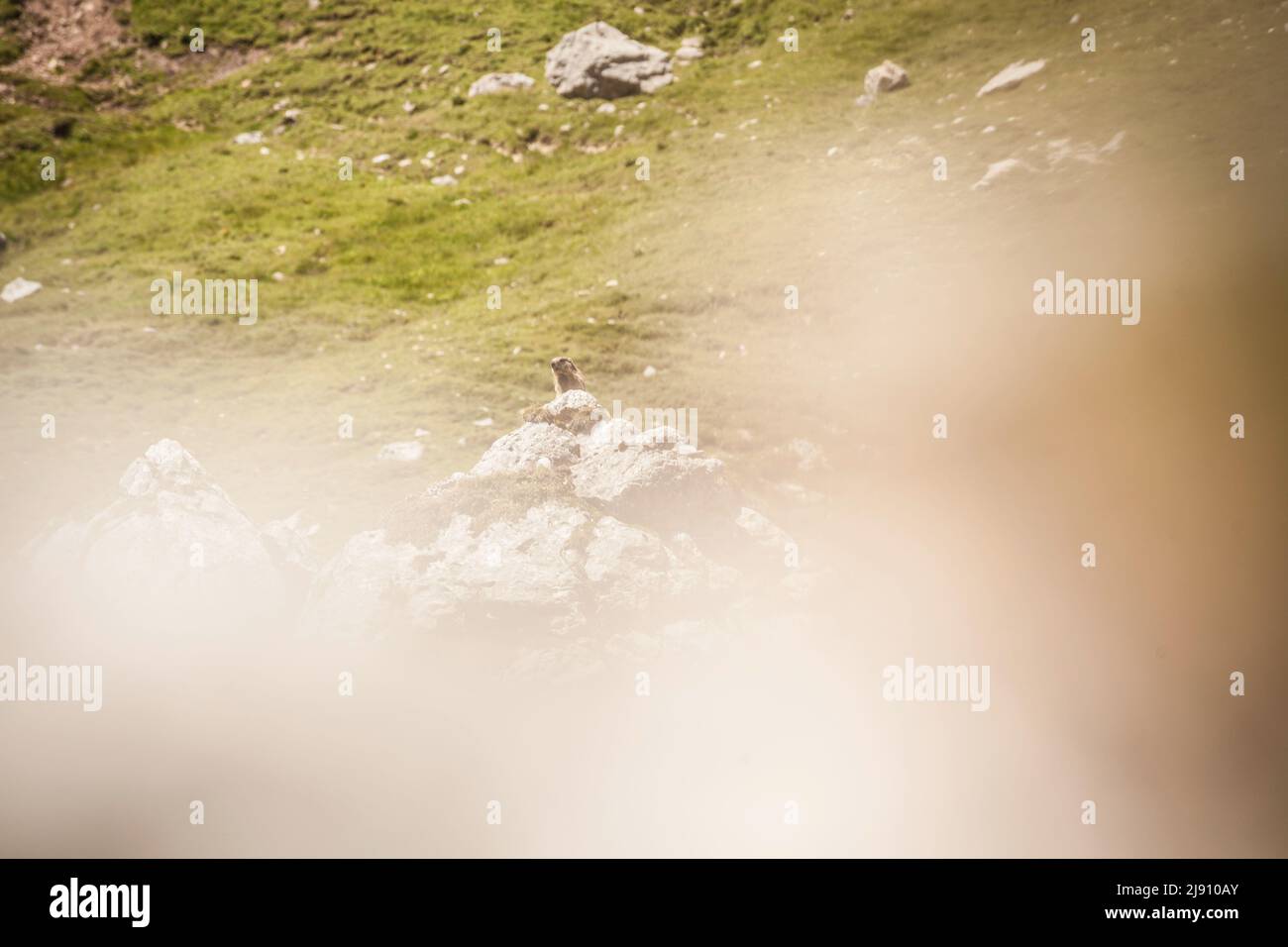 Marmotta nel suo habitat naturale a Leutasch vicino Seefeld in Tirolo Foto Stock