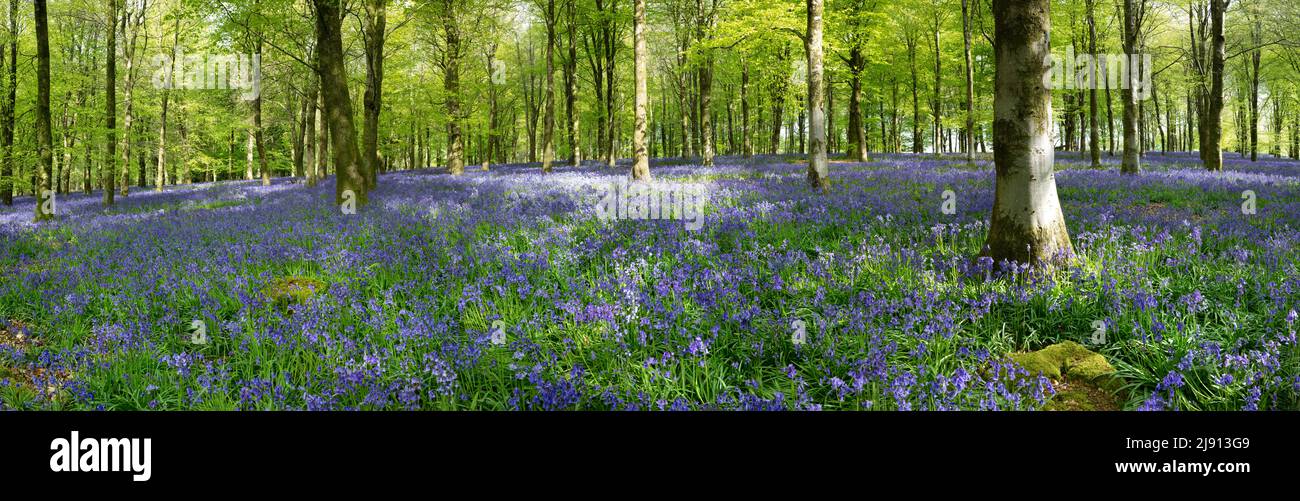 Legno di Bluebell nella luce solare di primavera di mattina, Newbury, Berkshire occidentale, Inghilterra, Regno Unito, Europa Foto Stock