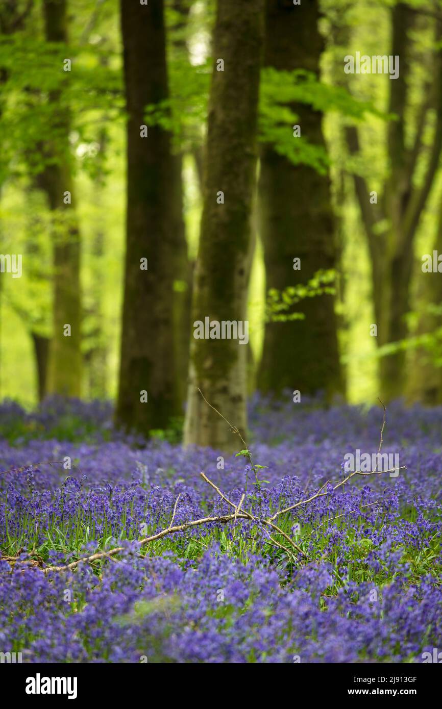 Legno di Bluebell in primavera mattina, Newbury, West Berkshire, Inghilterra, Regno Unito, Europa Foto Stock