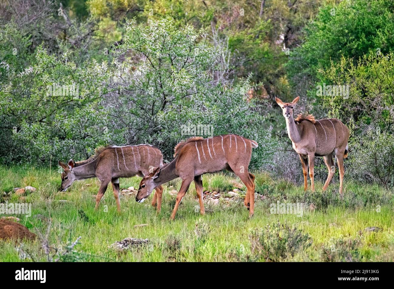 Tre femmine di kudu maggiore (Tragelaphus strepsiceros) nel Parco Nazionale della montagna Zebra, Capo Orientale, Sudafrica Foto Stock