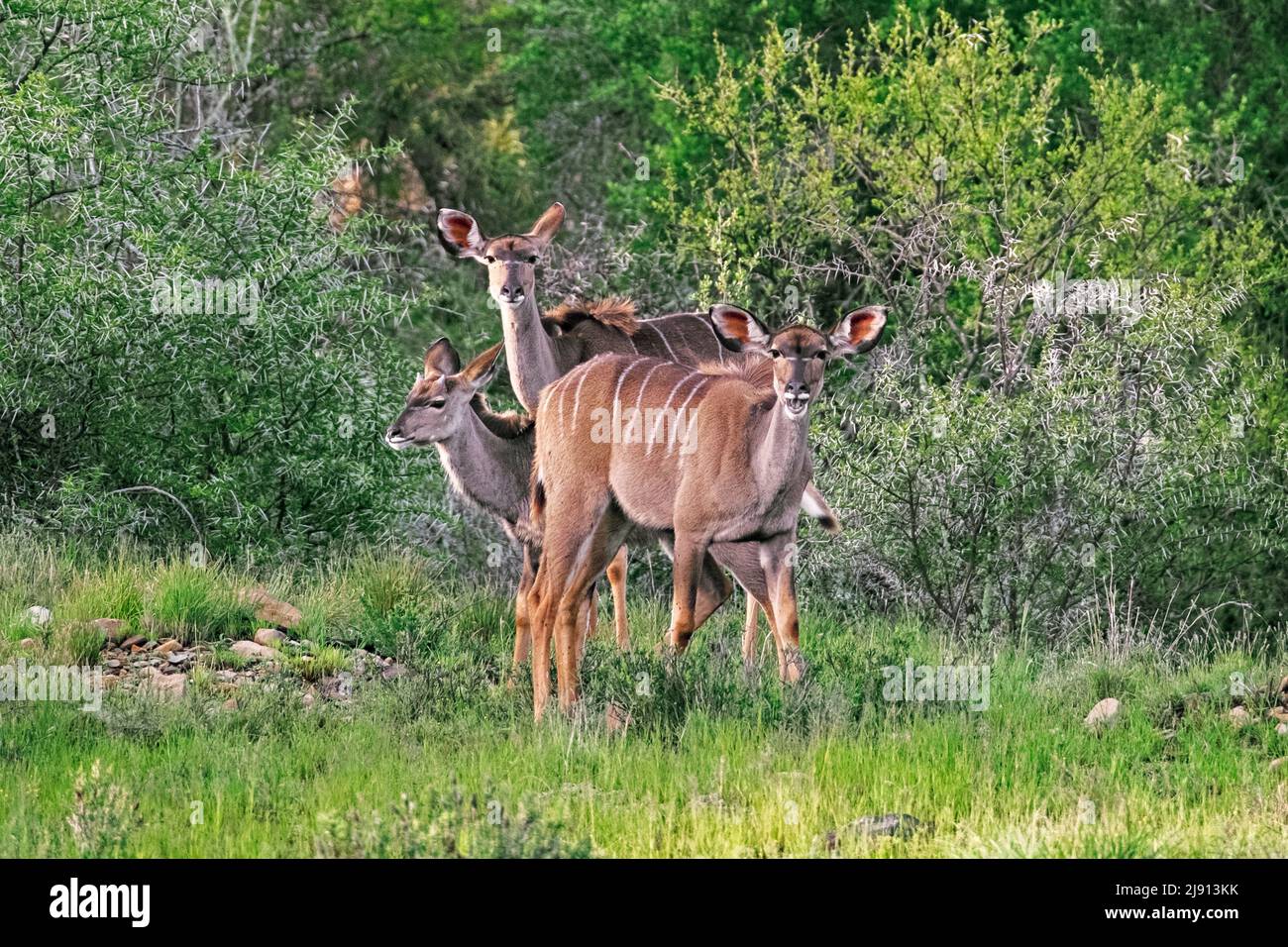 Tre femmine di kudu maggiore (Tragelaphus strepsiceros) nel Parco Nazionale della montagna Zebra, Capo Orientale, Sudafrica Foto Stock