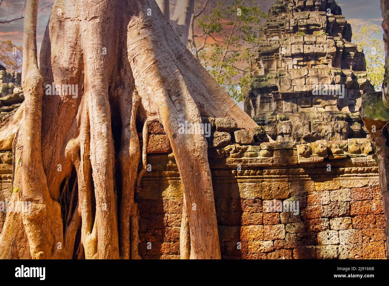 Bel paesaggio spirituale mistico, albero gigante radice sovrasta antico tempio muro, vecchia pietra pagoda, rosso tramonto sera cielo - Angkor Wat, Cambogia Foto Stock