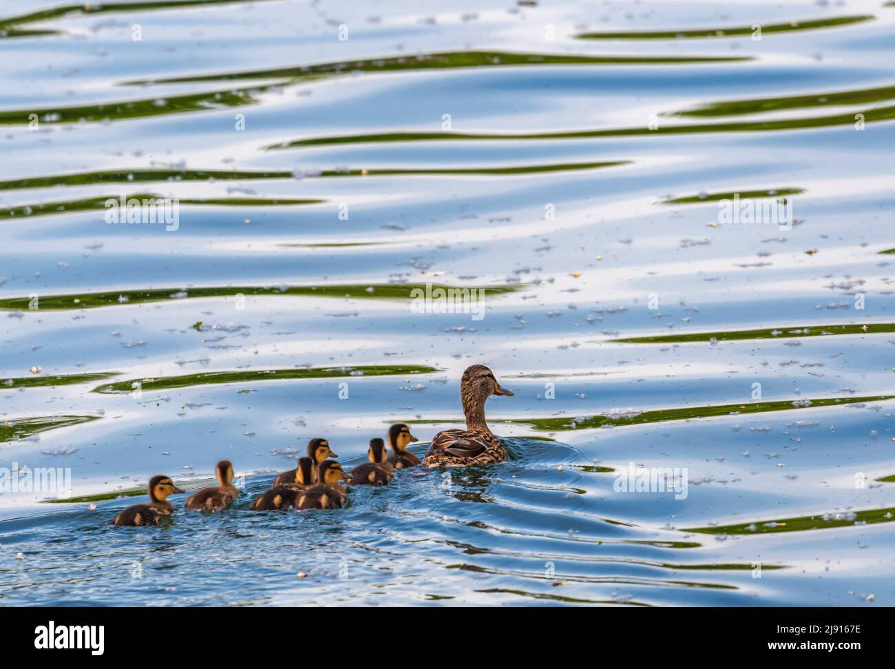 Anatra mallard femminile, anas platyrhynchos e anatroccoli Foto Stock