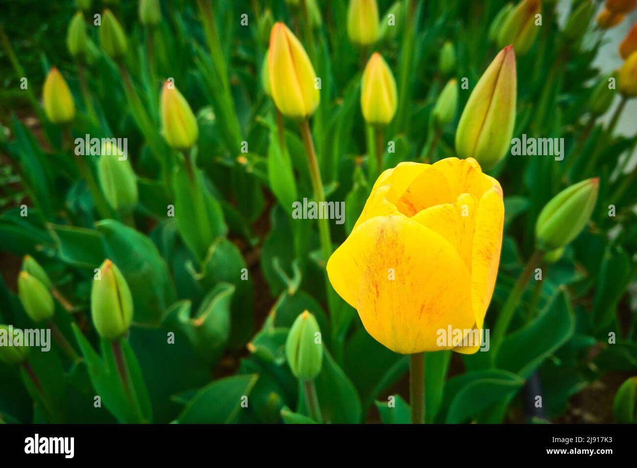 Tulipani gialli sul aiuole Foto Stock