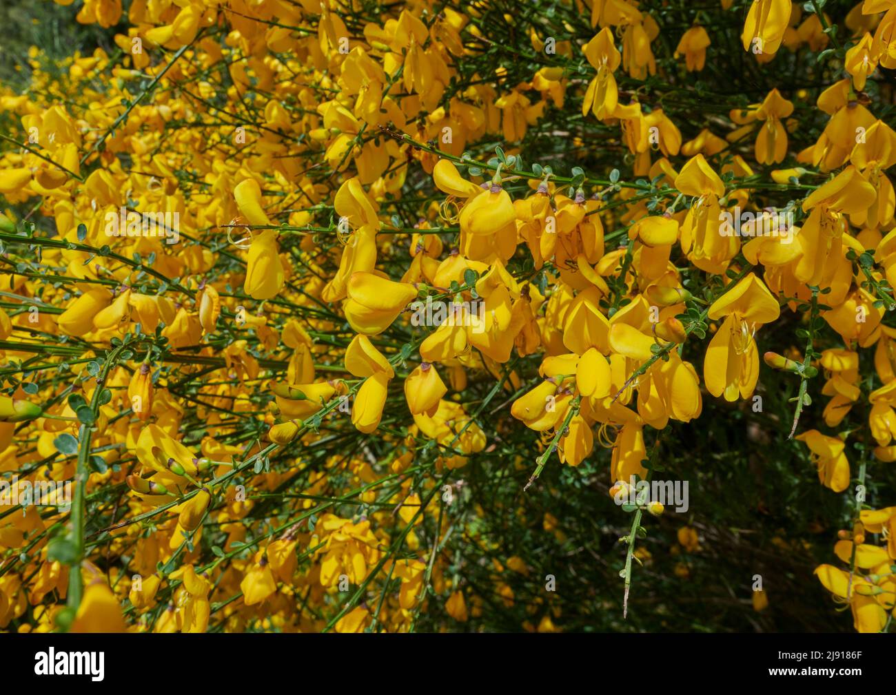 Estate Flora e Fauna Foto Stock