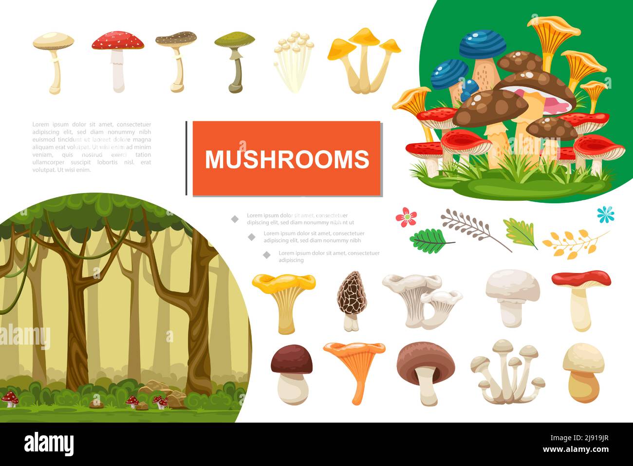 Funghi piatti composizione colorata con foglie di bosco rami commestibili e. illustrazione vettoriale dei funghi velenosi Illustrazione Vettoriale