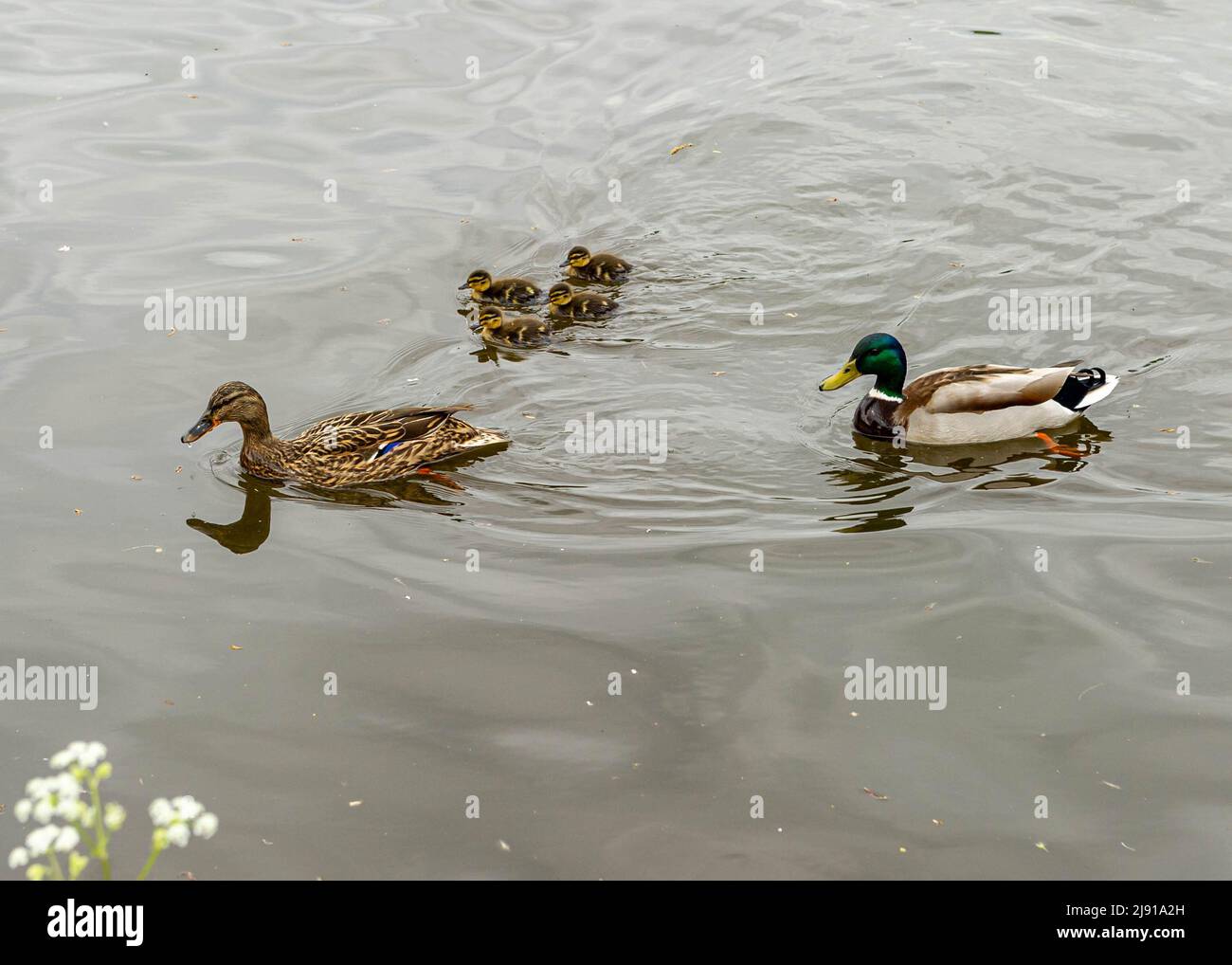 Famiglia Mallard Duck sul Tamigi a Hurley Riverfront, Berkshire Foto Stock