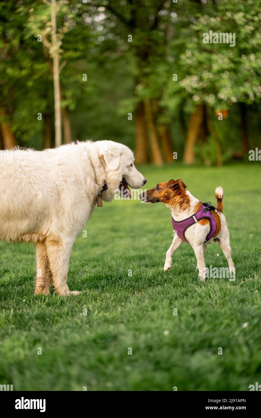 Adorabili cani che giocano sul prato verde Foto Stock