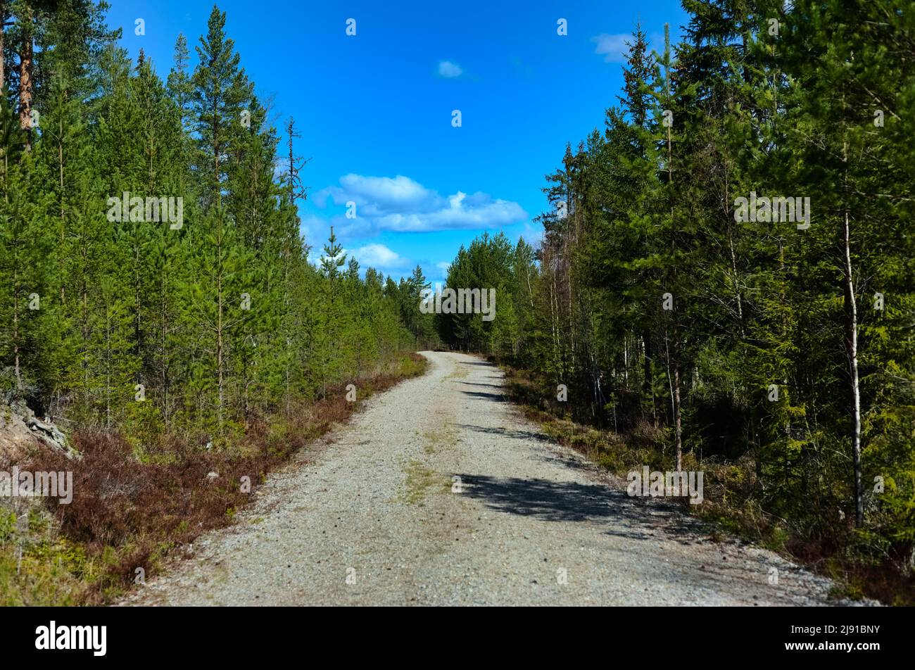 Strada in una foresta Foto Stock