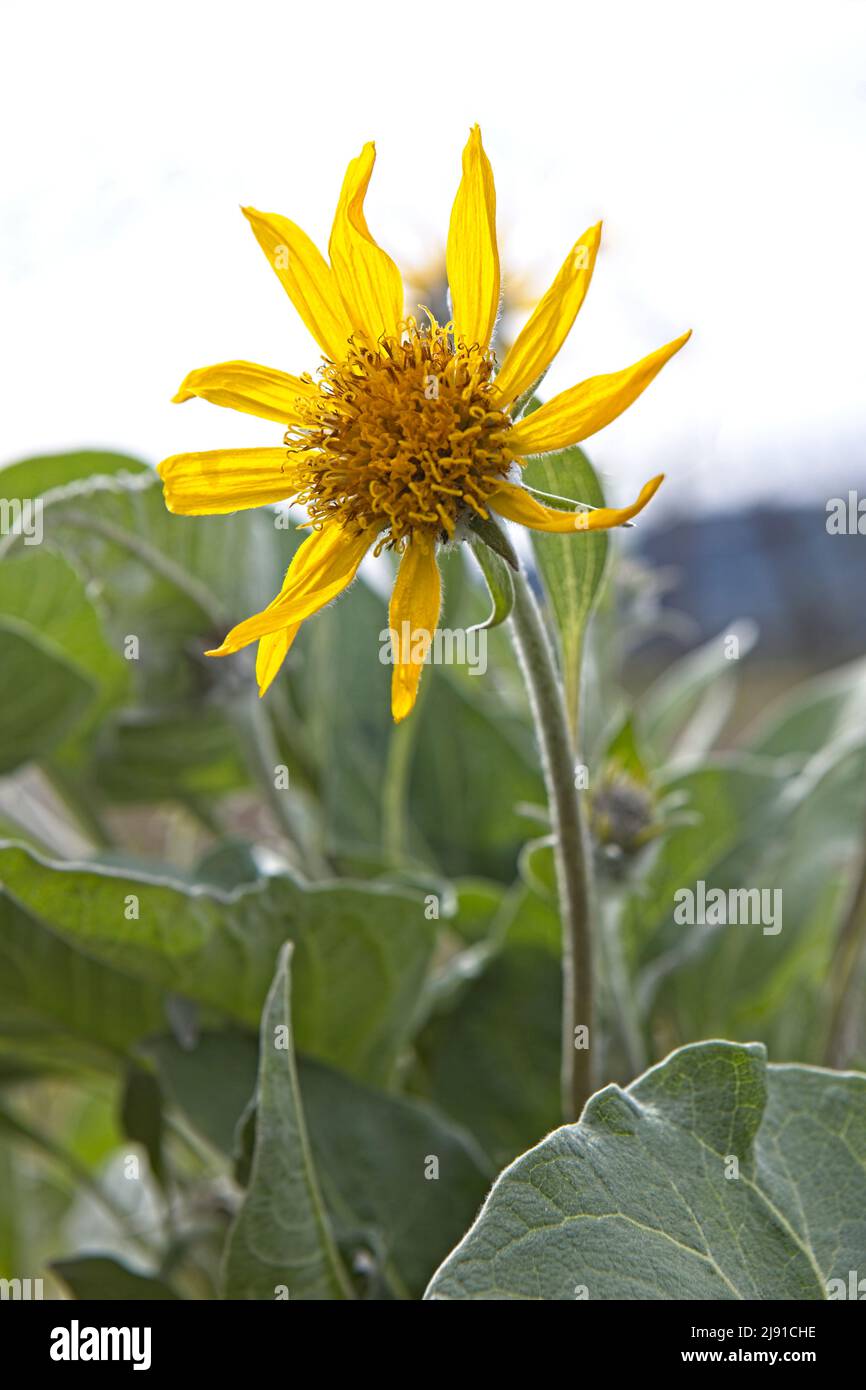 Un primo piano del fiore di una freccia balsamo radice nel nord Idaho. Foto Stock