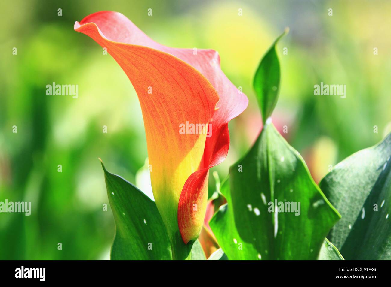 Fiore colorato Calla Lily(Arum Lily,Gold Calla) fiore, primo piano di giallo con arancione Calla Lily in piena fioritura in giardino Foto Stock