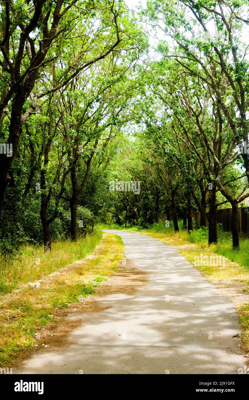 Un sentiero soleggiato sotto alberi di primavera Foto Stock