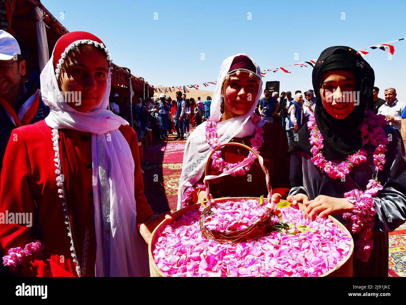 Damasco, Siria. 19th maggio 2022. La popolazione siriana partecipa al  processo di raccolta della famosa Damasco, o Damascene Rose, nella città di  al-Marah, a nord della capitale Damasco, Siria, il 19 maggio