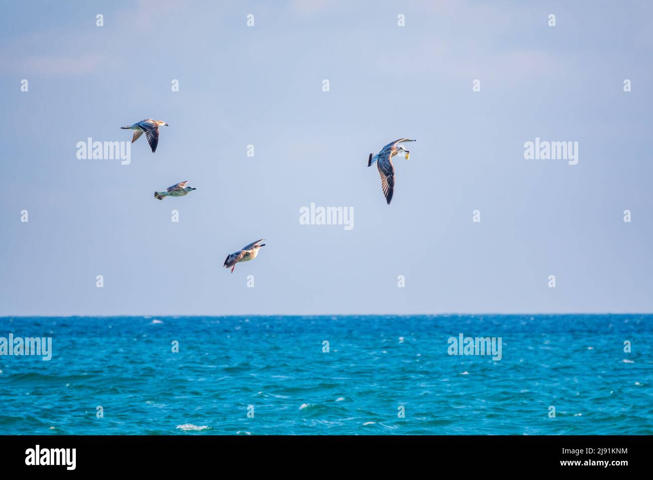 Quattro gabbiani di mare nel cielo azzurro chiaro. Il grande gabbiano nero-backed, Larus marinus, volando in cielo blu chiaro sfondo, Foto Stock