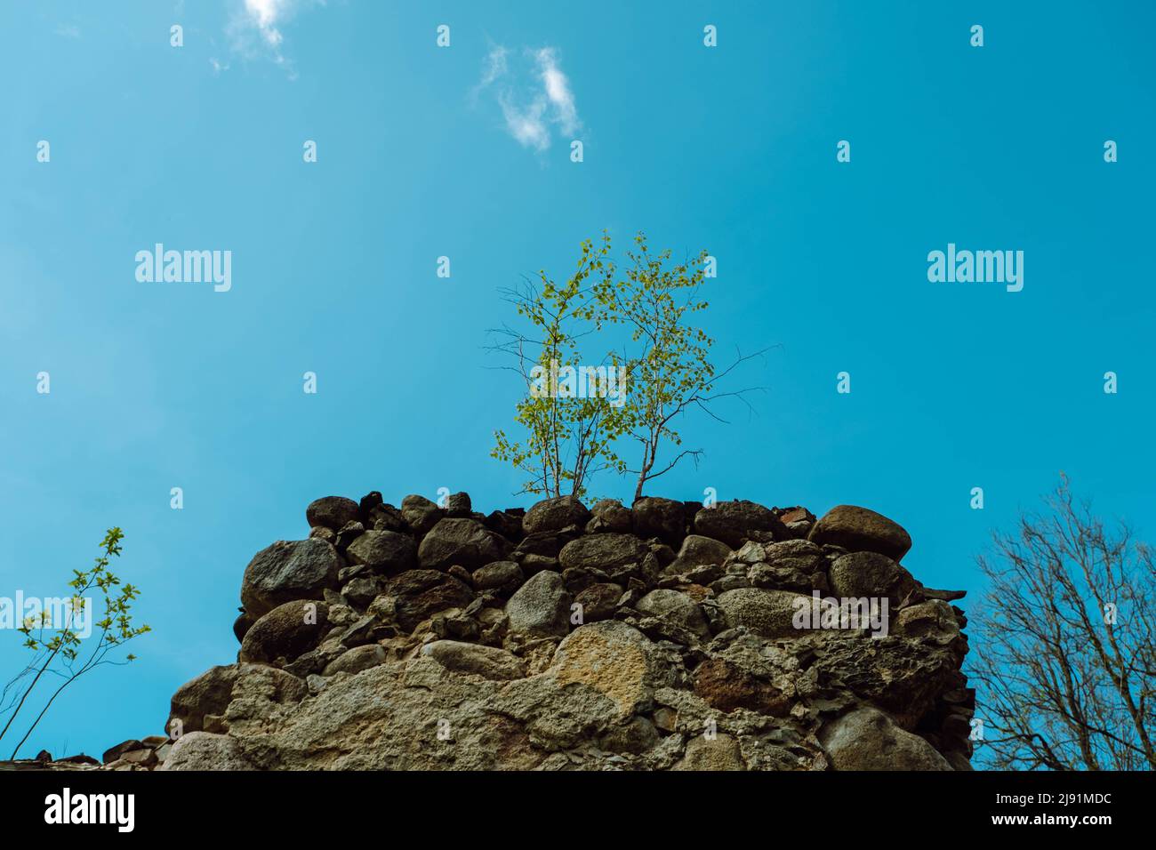 Un piccolo albero è cresciuto sulla facciata di una vecchia casa dilapidata Foto Stock