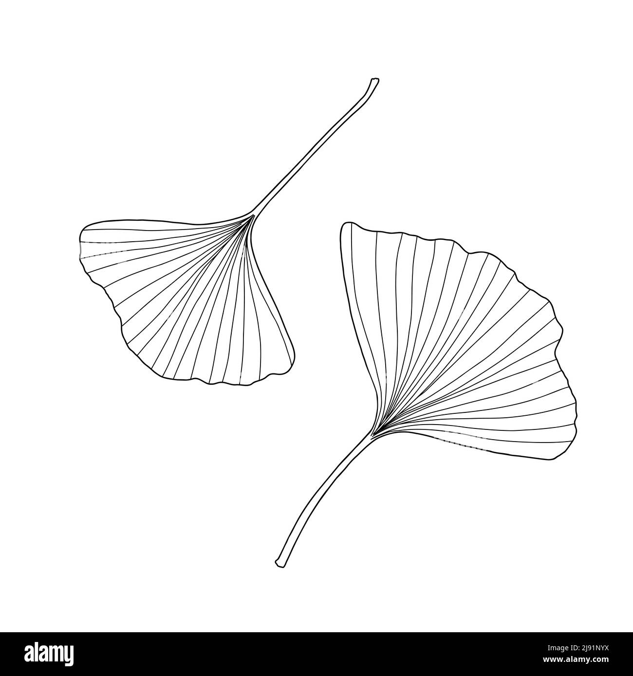 Foglie di ginkgo fresco set bianco e nero contorno disegno a mano vettore illustrazione, floreale medicina organica dettagliata pianta, simbolo culturale giapponese, eco-friendly ambiente concetto Illustrazione Vettoriale