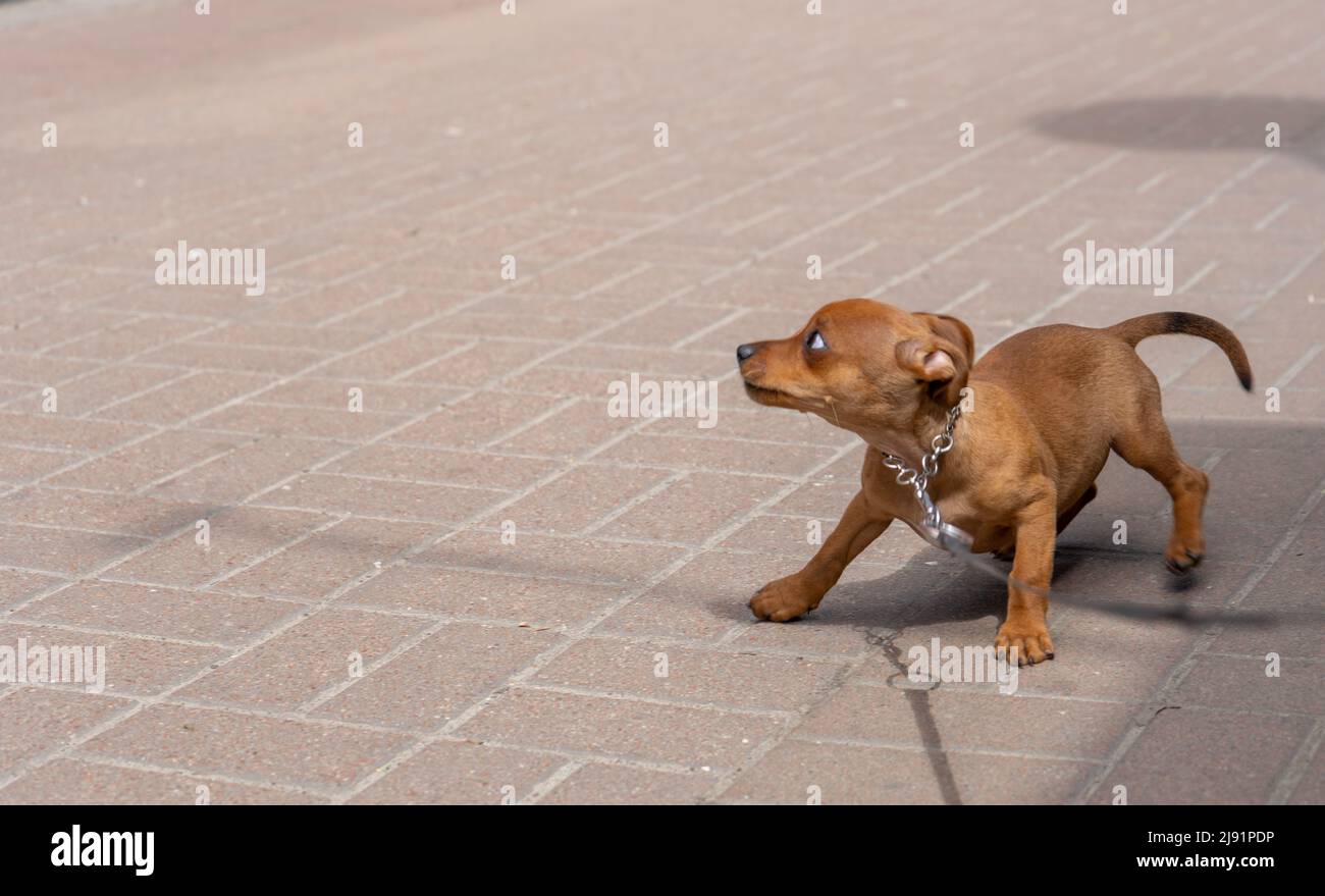 Piccolo cane carino sulla strada guardando paura preoccupato allerta paura ampio occhio incerto ansioso infeasio angato nervoso tesa. Copia-incolla spazio Foto Stock