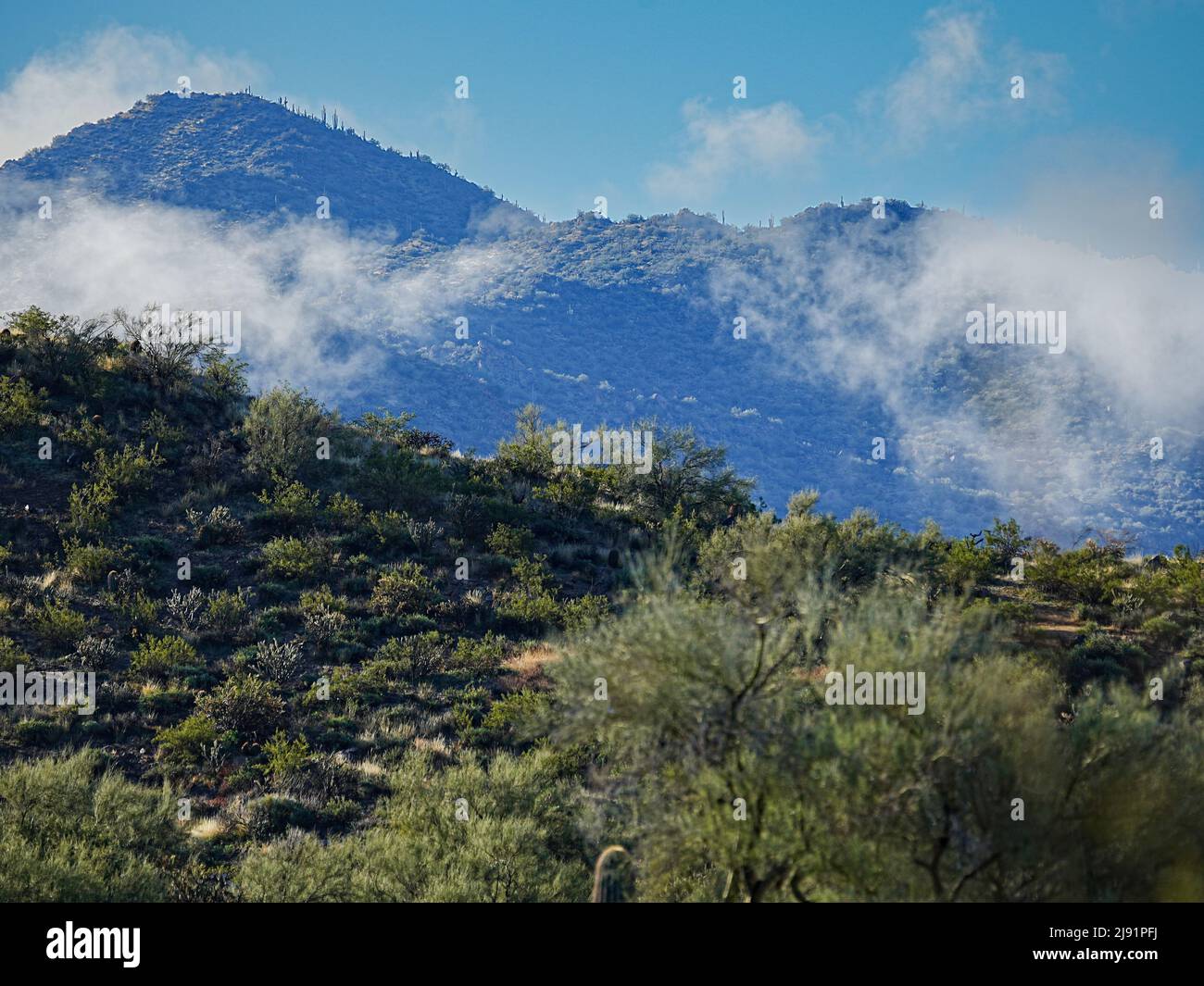 La rara nebbia si forma nella natura selvaggia delle quattro cime dell'Arizona in una fresca mattinata invernale Foto Stock