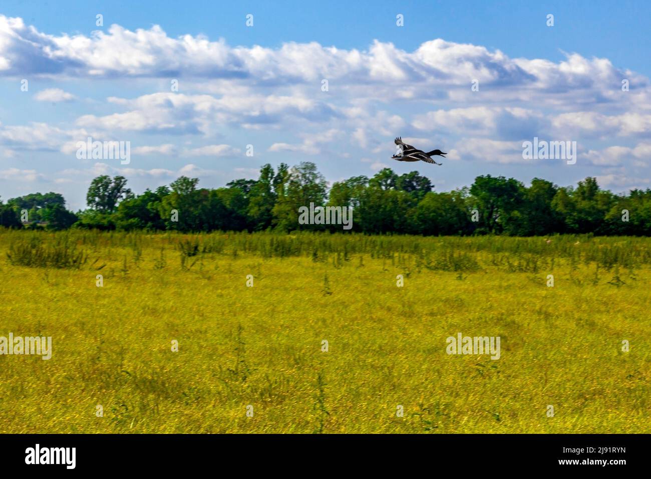Un'oca che vola da sola attraverso un campo di fiori gialli con alberi e cielo blu sullo sfondo Foto Stock