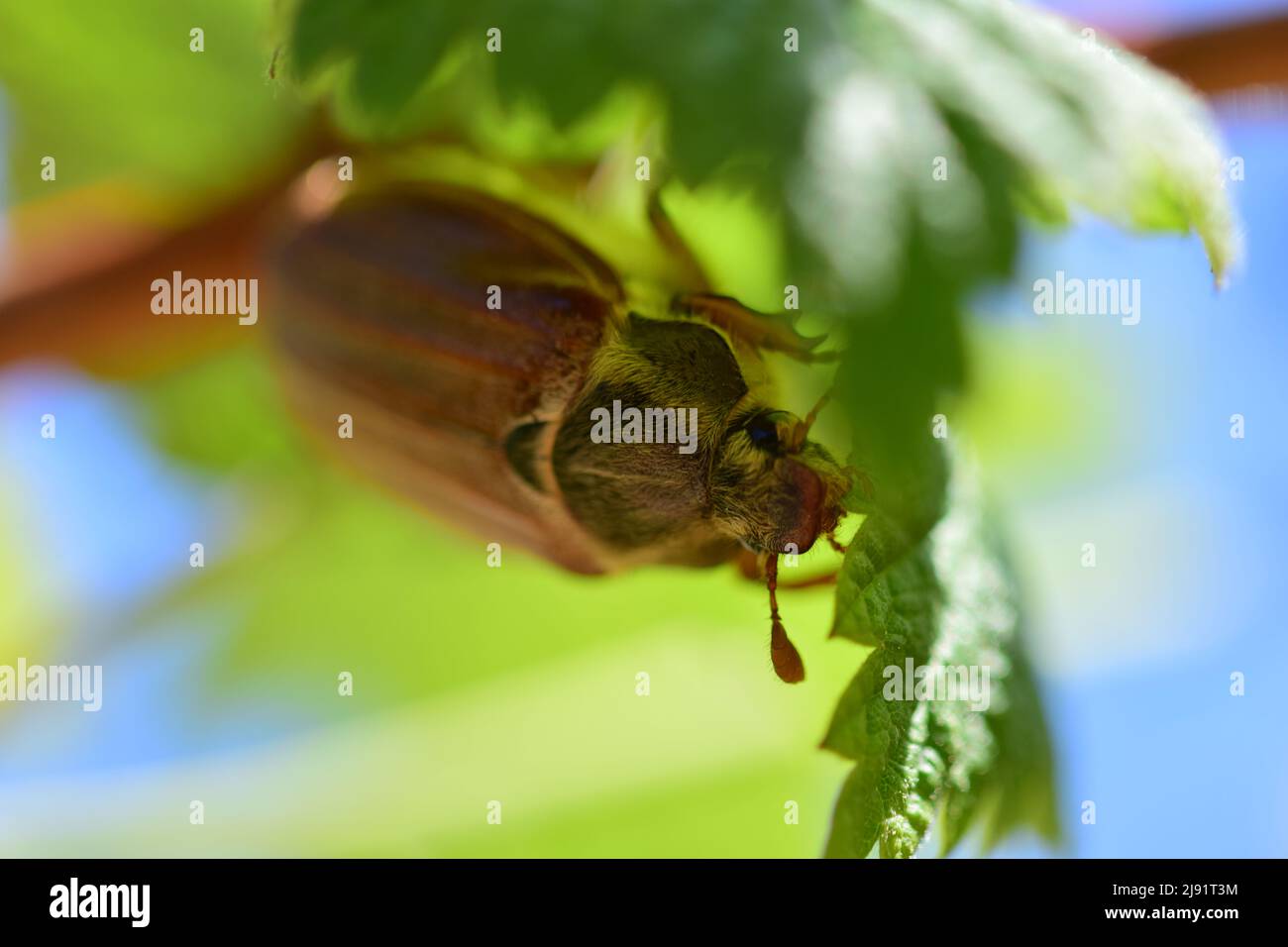 Un coleottero può sedere sotto una foglia di lampone Foto Stock