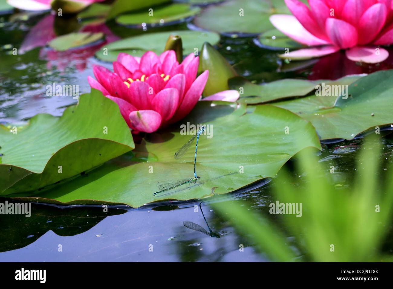 Hufeisen-Azurjungfer (Coenagrion puella)- Paarung im Gartenteich eines naturnahen Gartens Foto Stock