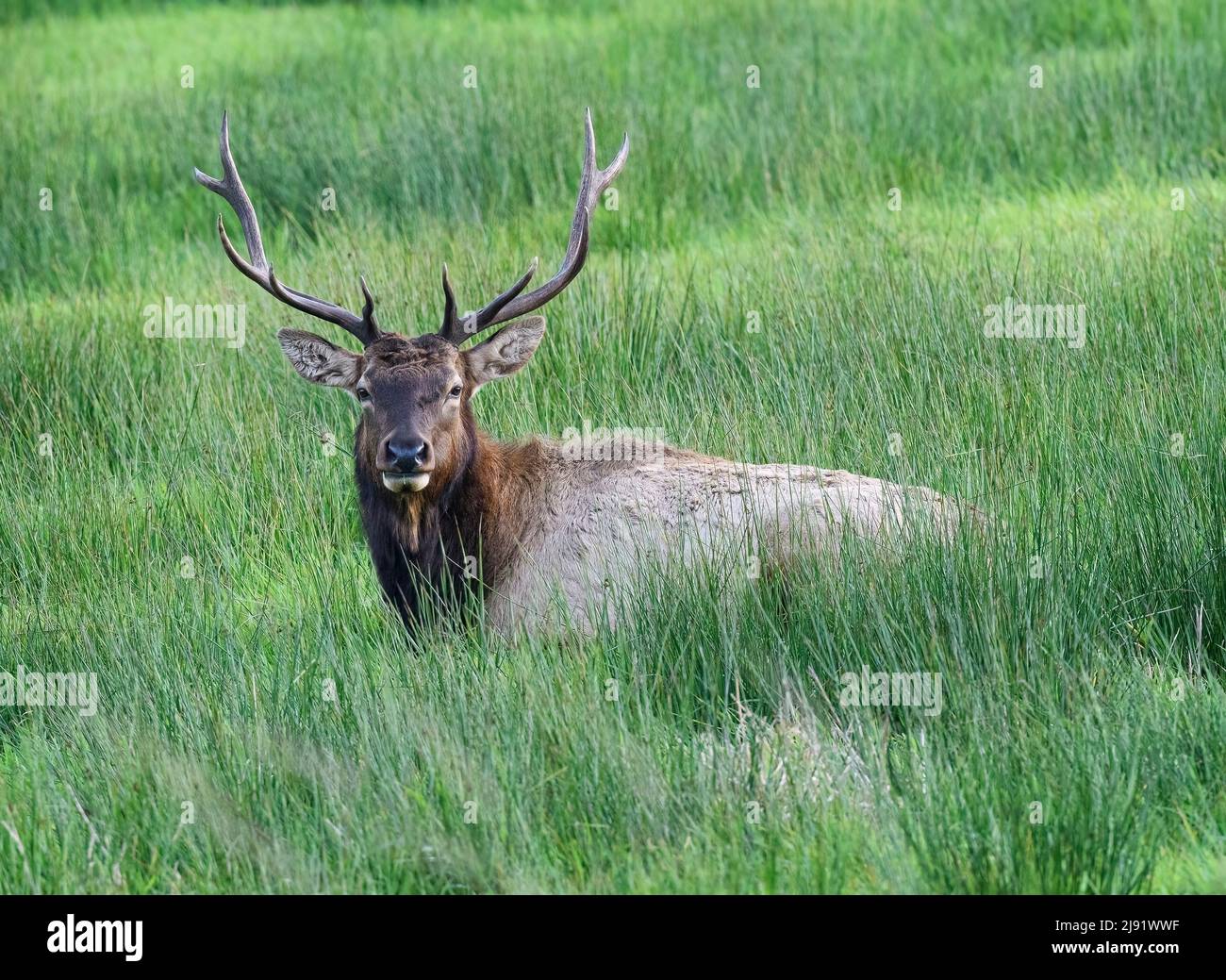 Relax Roosevelt Elk (Cervus canadensis roosevelti) Foto Stock