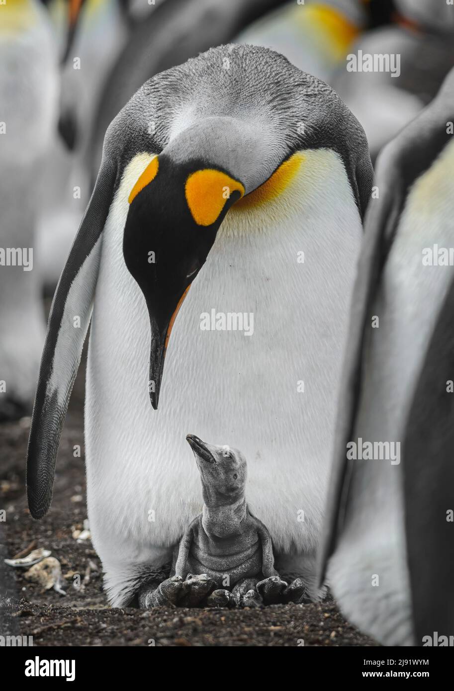 Pinguino re con pulcino appena schiusa ai suoi piedi Foto Stock