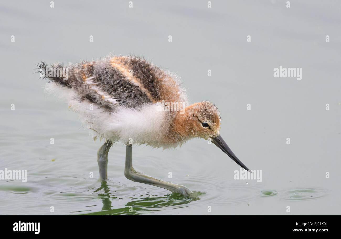 American Avocet wading Foto Stock