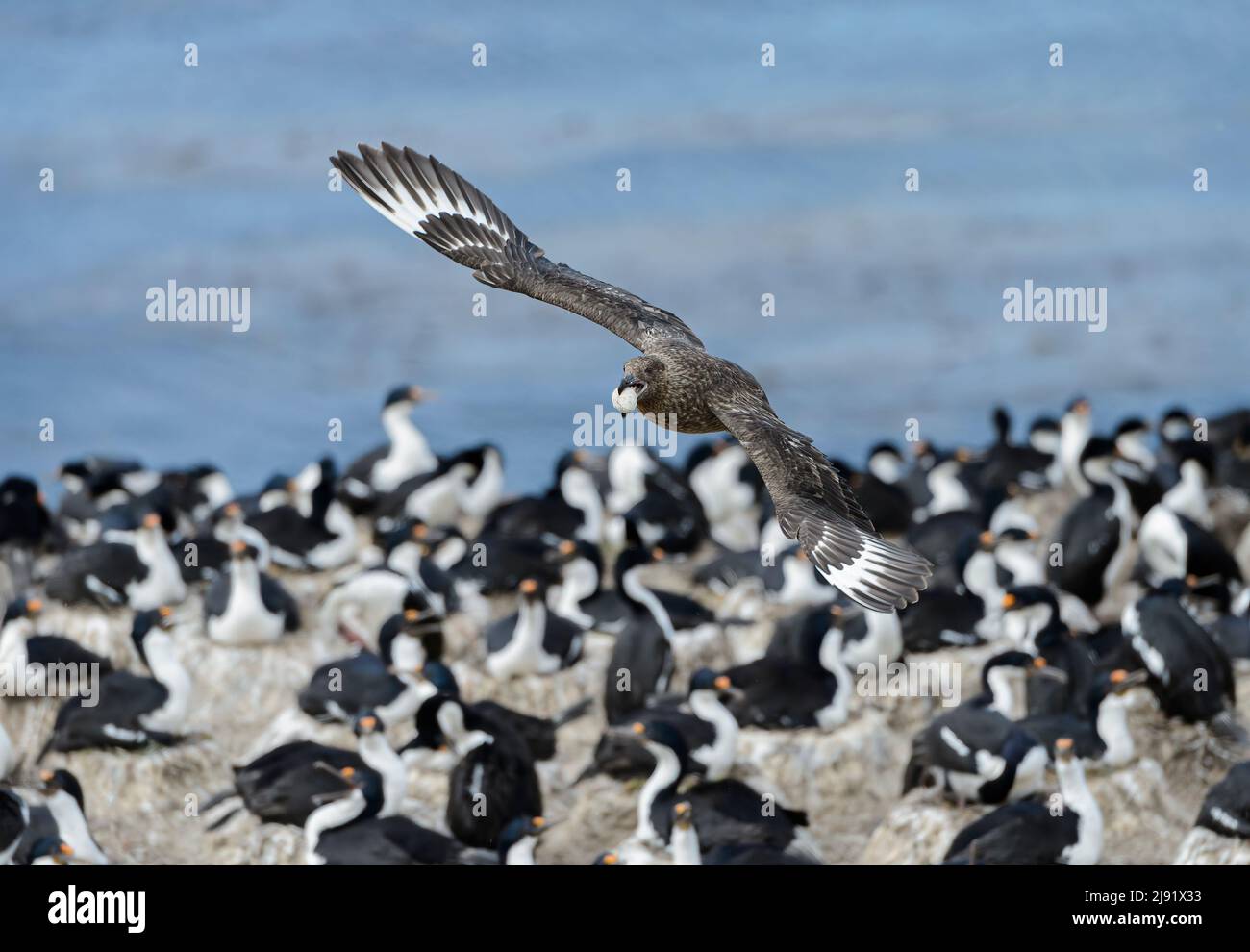 Falkland Skua (Catharacta antartide) sfola con l'uovo Imperial Shag Foto Stock