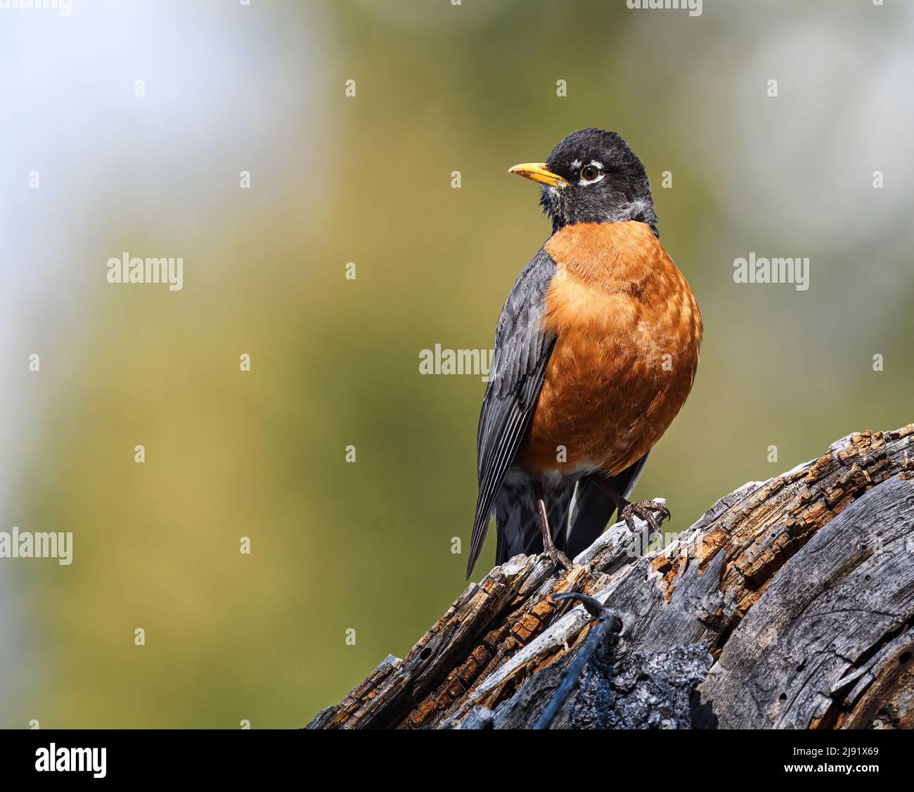 American Robin arroccato guardando a sinistra Foto Stock