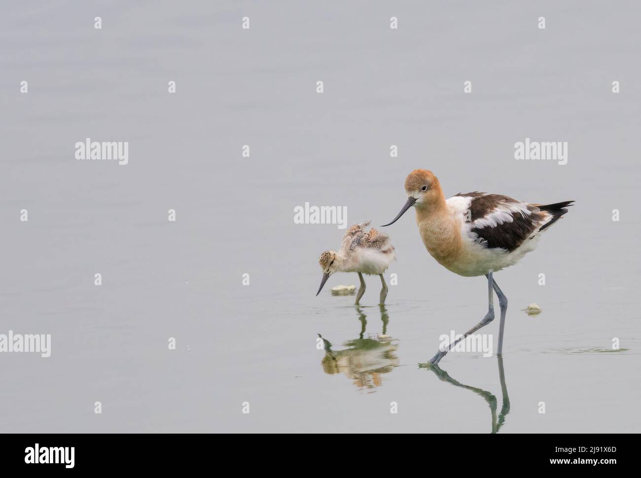 American Avocet wading Foto Stock