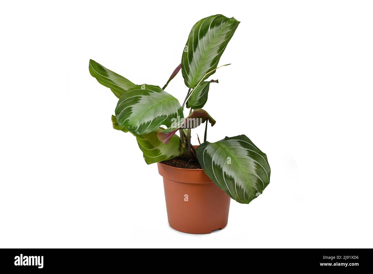 Houseplant esotico 'Maranta Leuconeura Silver Band' in flower pot su sfondo bianco Foto Stock