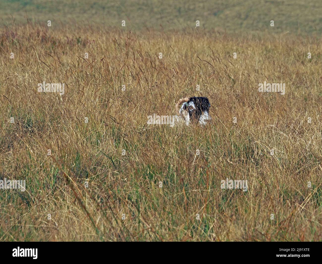 pecora di collina con corna arricciate che peping fuori di erba asciutta dorata lunga sul Moorland North Yorkshire, Inghilterra, Regno Unito Foto Stock
