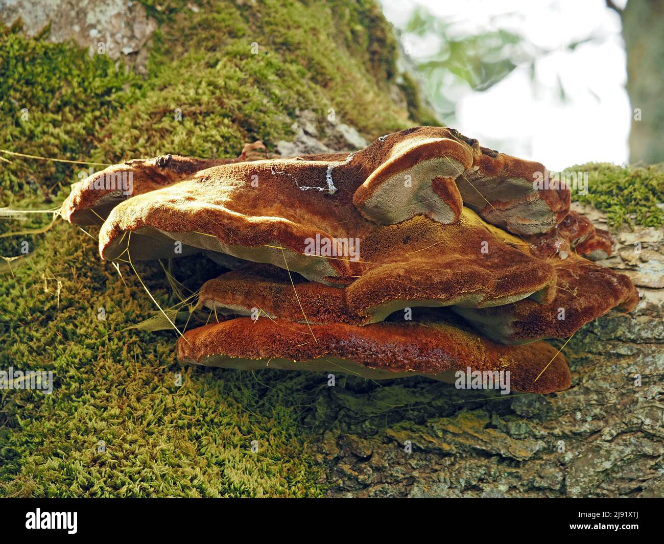 La seta del ragno su Shaggy Bracket Fungus (Inonotus hispidus) che causa la decomposizione del cuore di cenere su albero maturo di cenere (Fraxinus excelsior) nello Yorkshire del Nord, Inghilterra, Regno Unito Foto Stock