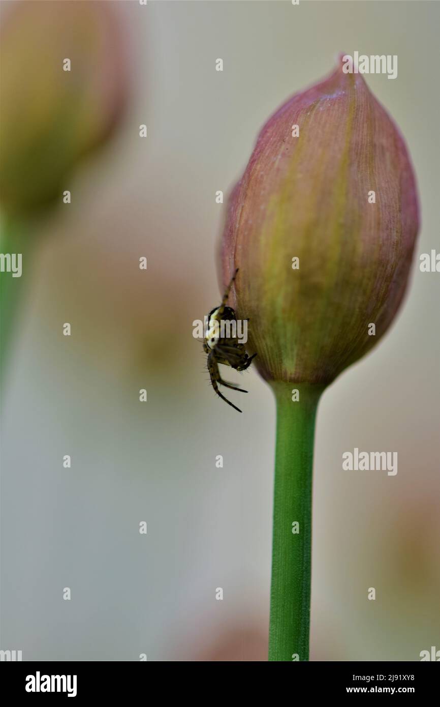 Piccolo ragno a croce seduto su un germoglio di erba cipollina Foto Stock