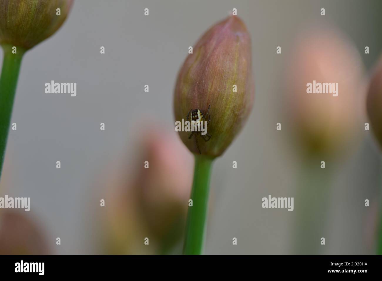 Piccolo ragno a croce seduto su un germoglio di erba cipollina Foto Stock