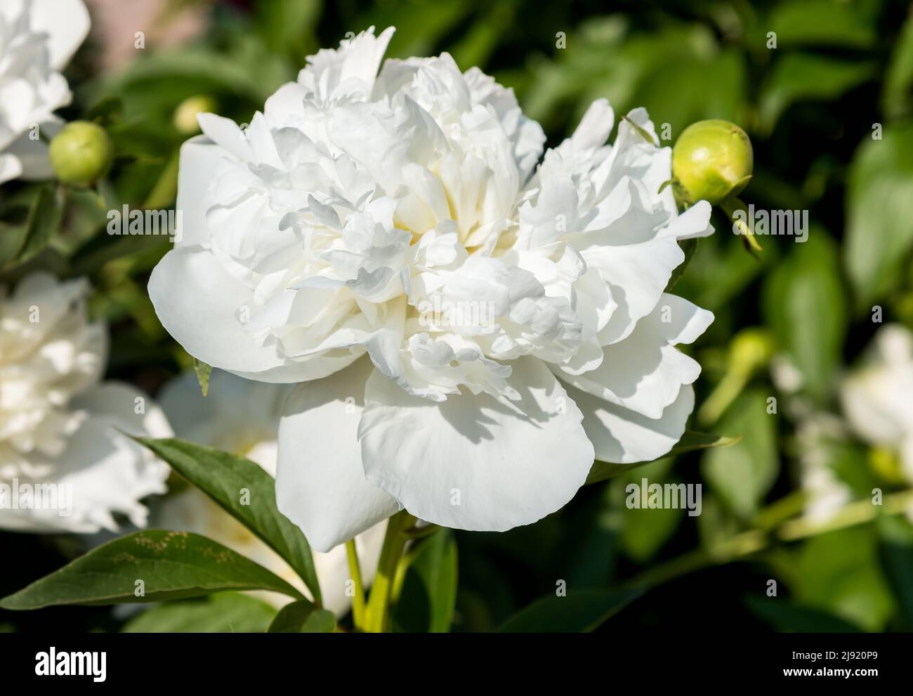 Fiori di peonia bianca su sfondo verde, fioritura in primavera. Foto Stock