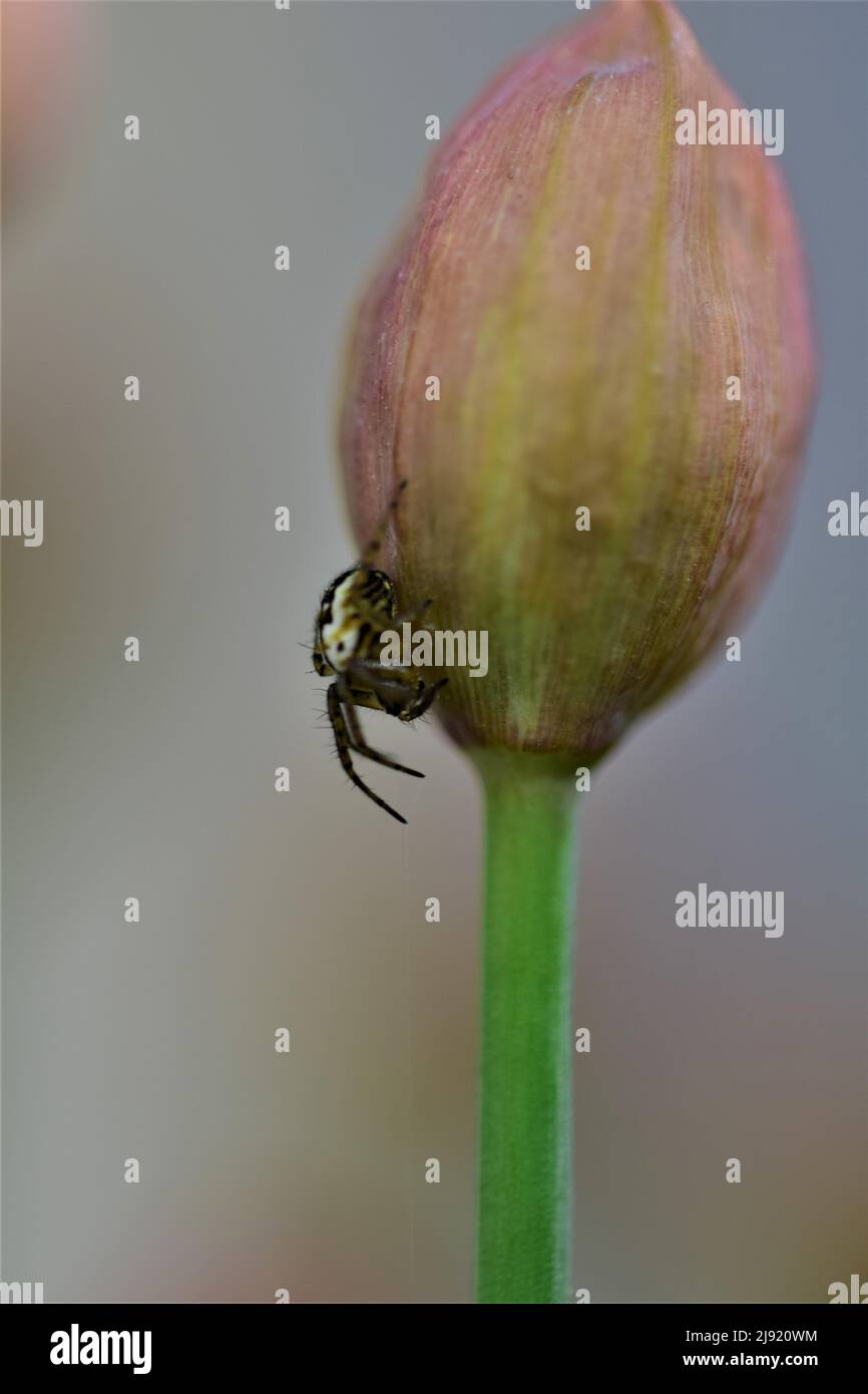 Piccolo ragno a croce seduto su un germoglio di erba cipollina Foto Stock