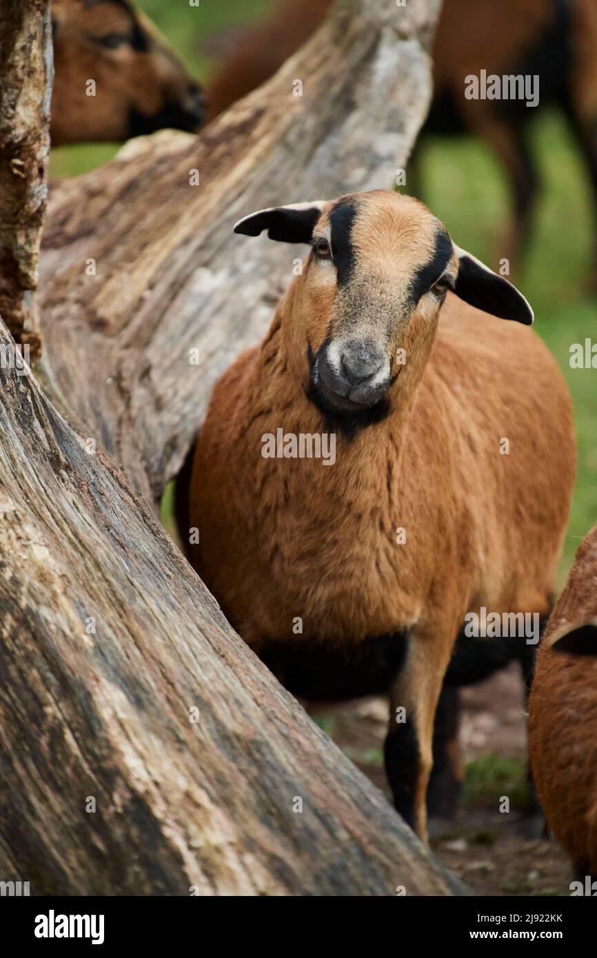 Camerun nano, pecora, Baviera, Germania Foto Stock
