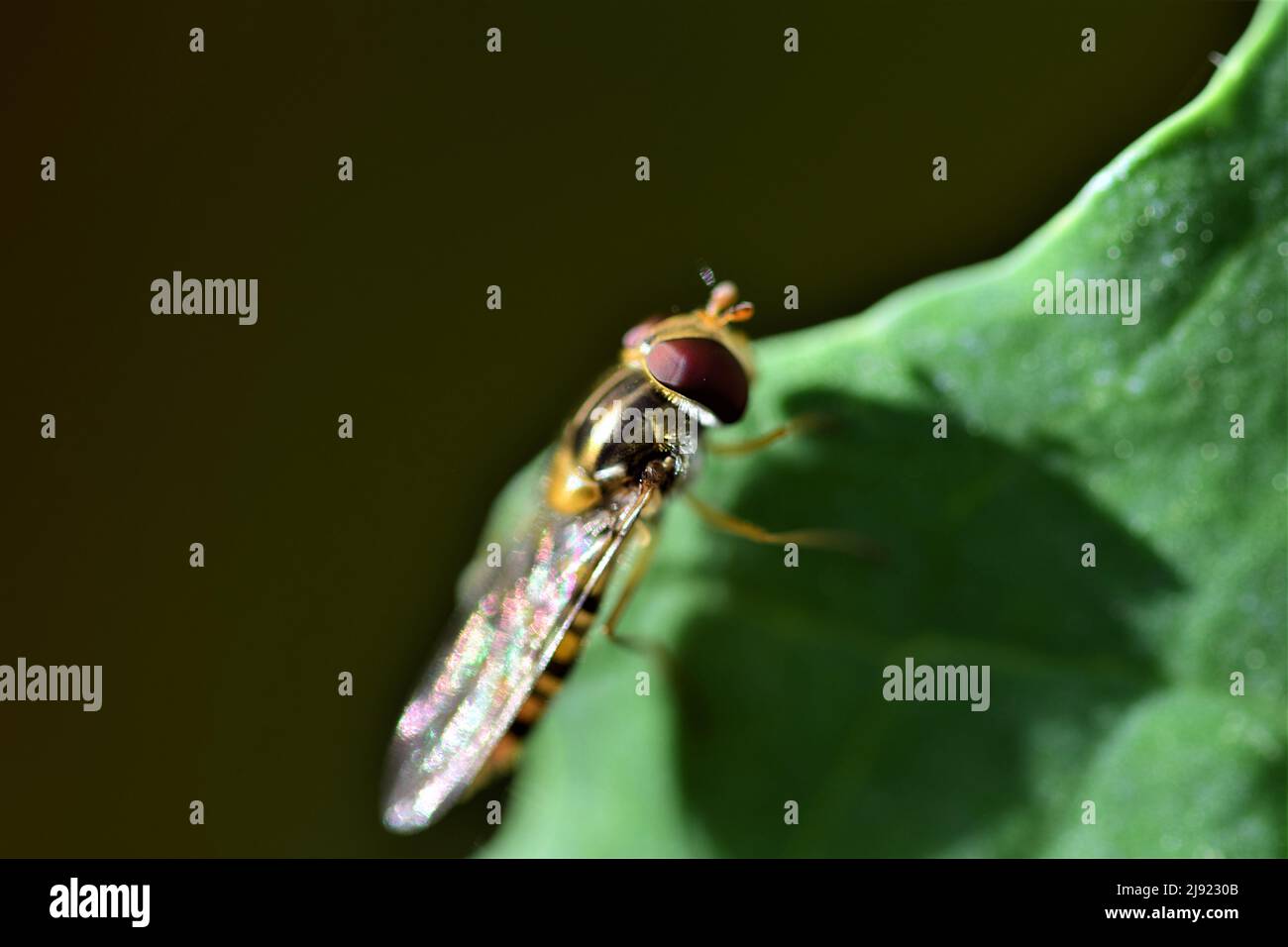 Hover vola su una gren foglia di cavolo come un primo piano Foto Stock