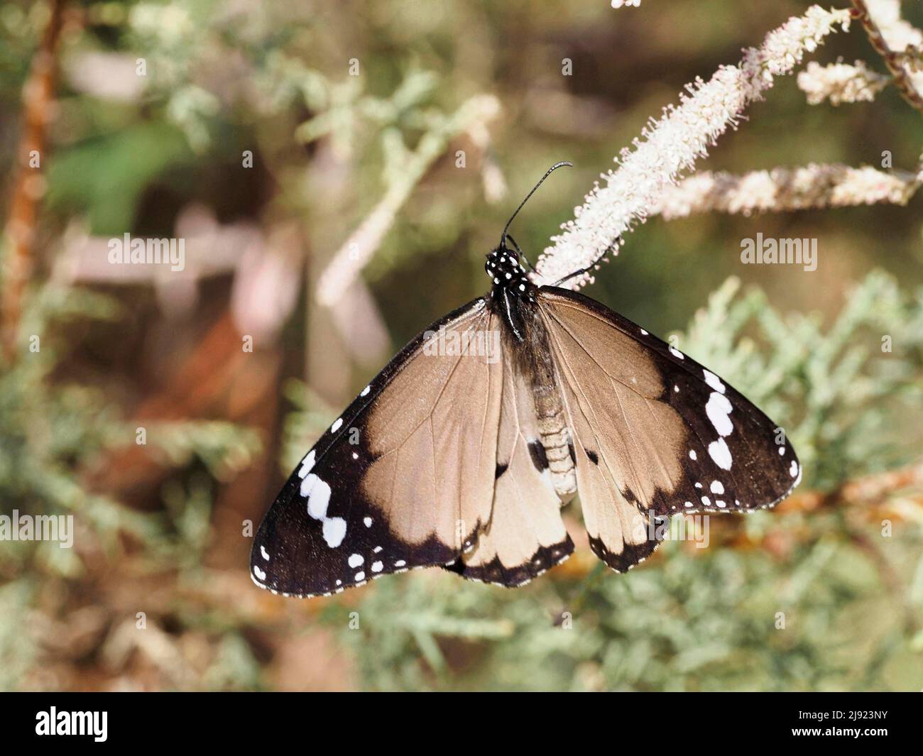 Monarca macroniano africano (Danaus chrysippus), variante di colore chiaro Foto Stock