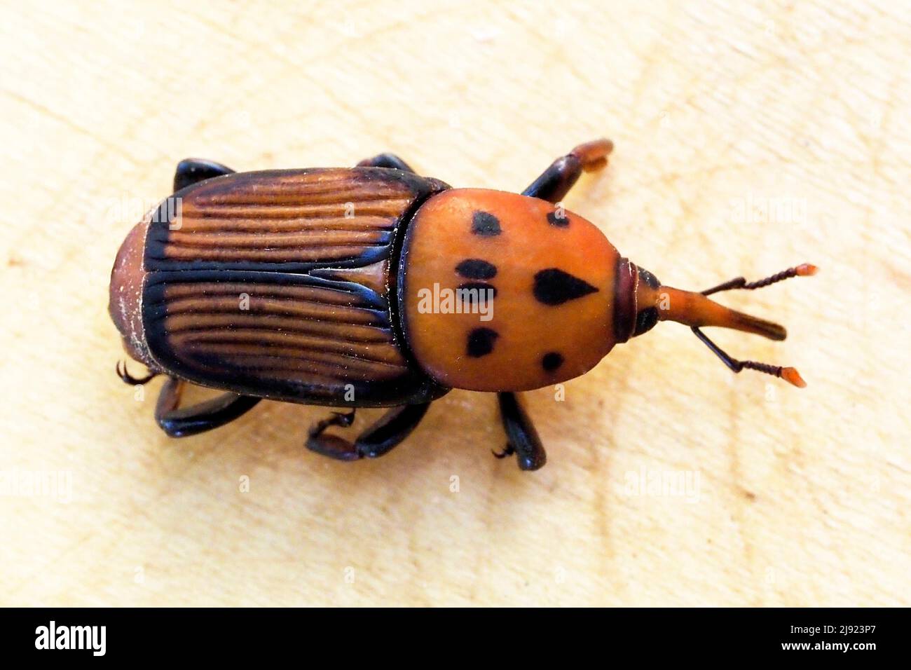 Macro, dolce di palma rosse (Rhynchophorus ferrugineus) Foto Stock