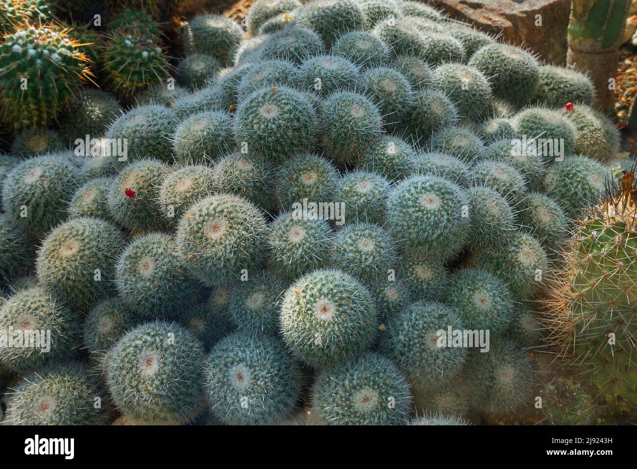 Cactus gemello (Mammillaria geminispina), Giardino Botanico, Erlangen, Franconia media, Baviera, Germania Foto Stock