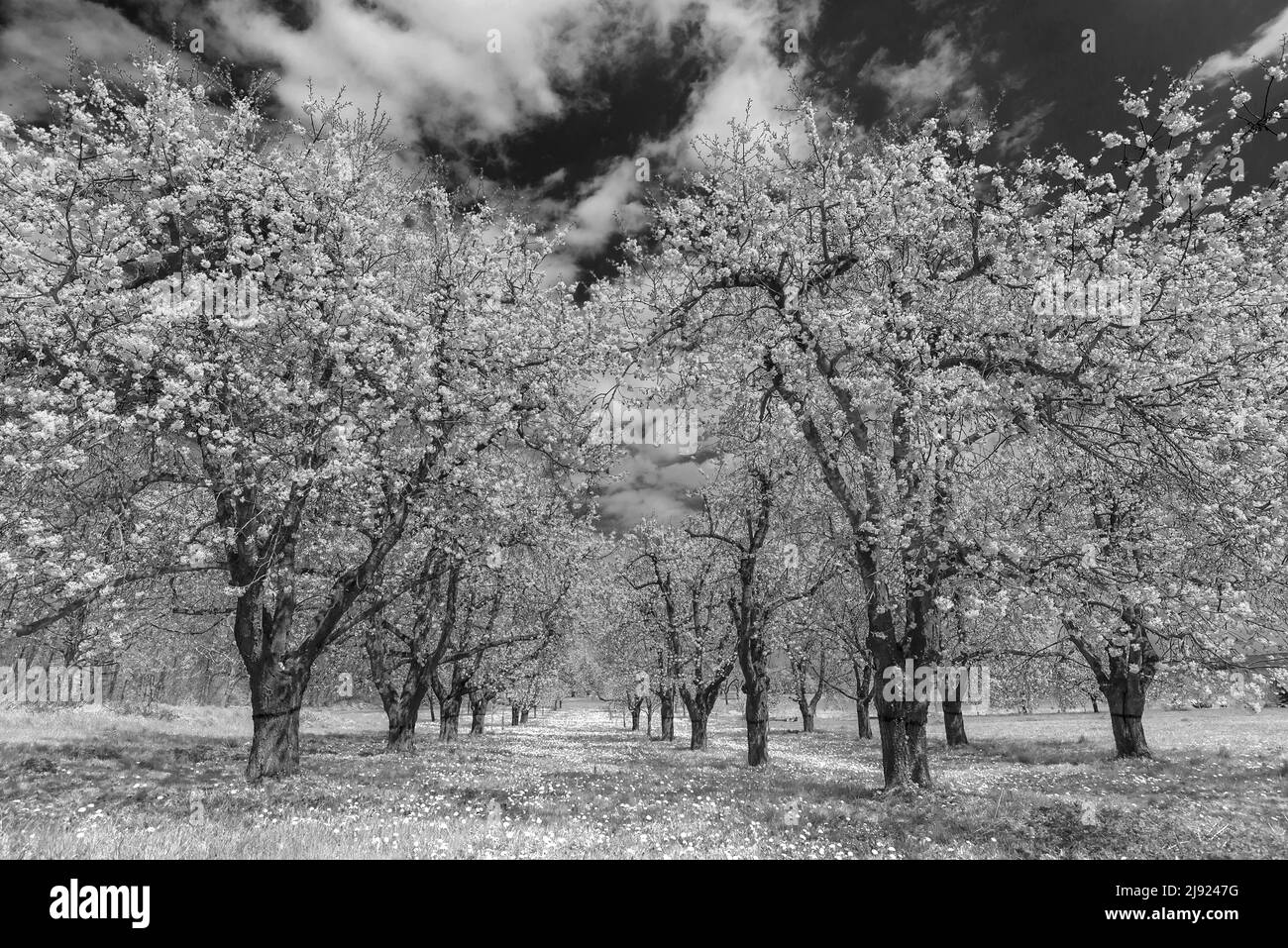 Ciliegia selvaggia in fiore (Prunus avium), infrarosso, Kalchreuth, Franconia media, Baviera, Germania Foto Stock