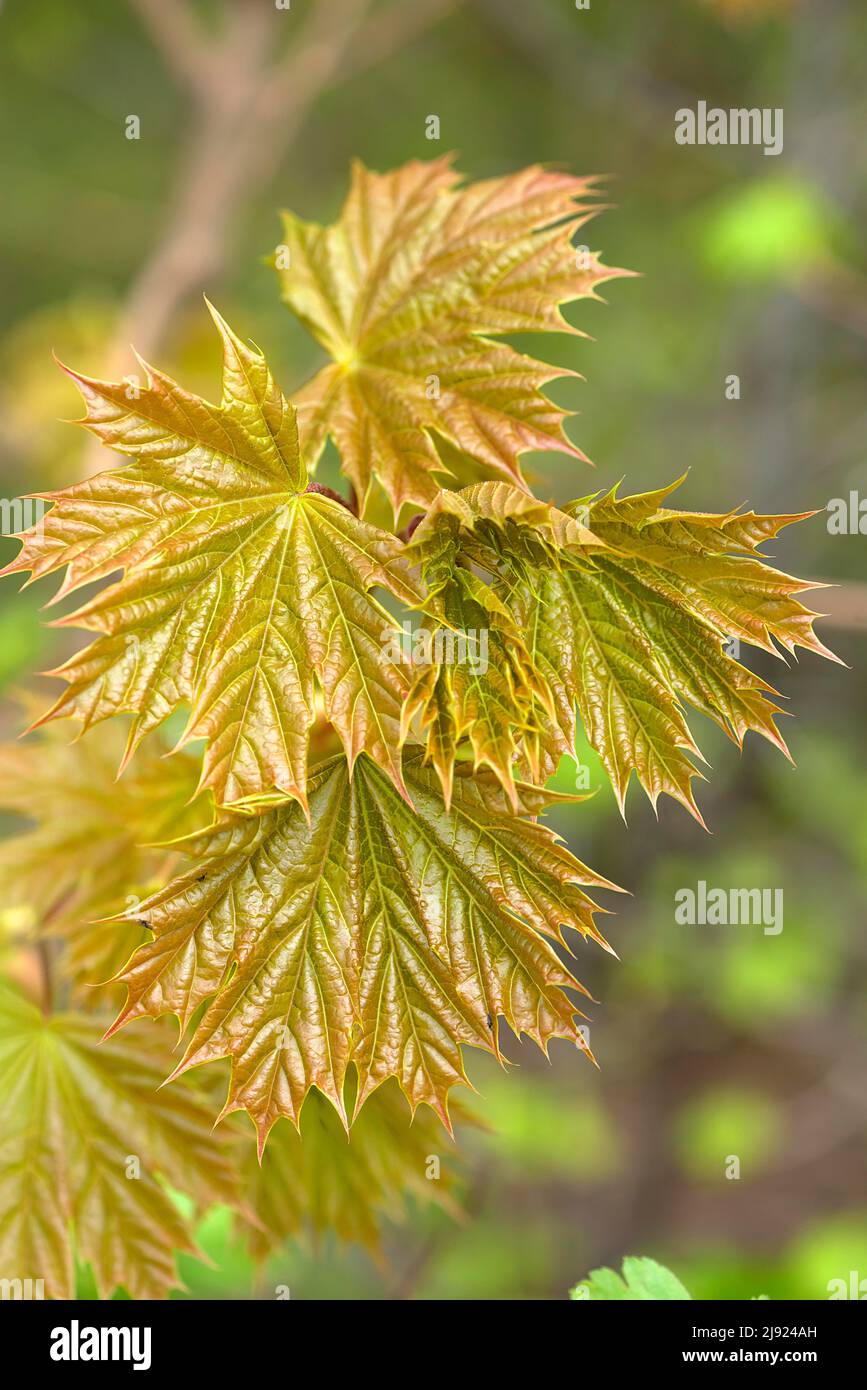 Foglie giovani di acero norvegese (Acer platanoides), Baviera, Germania Foto Stock