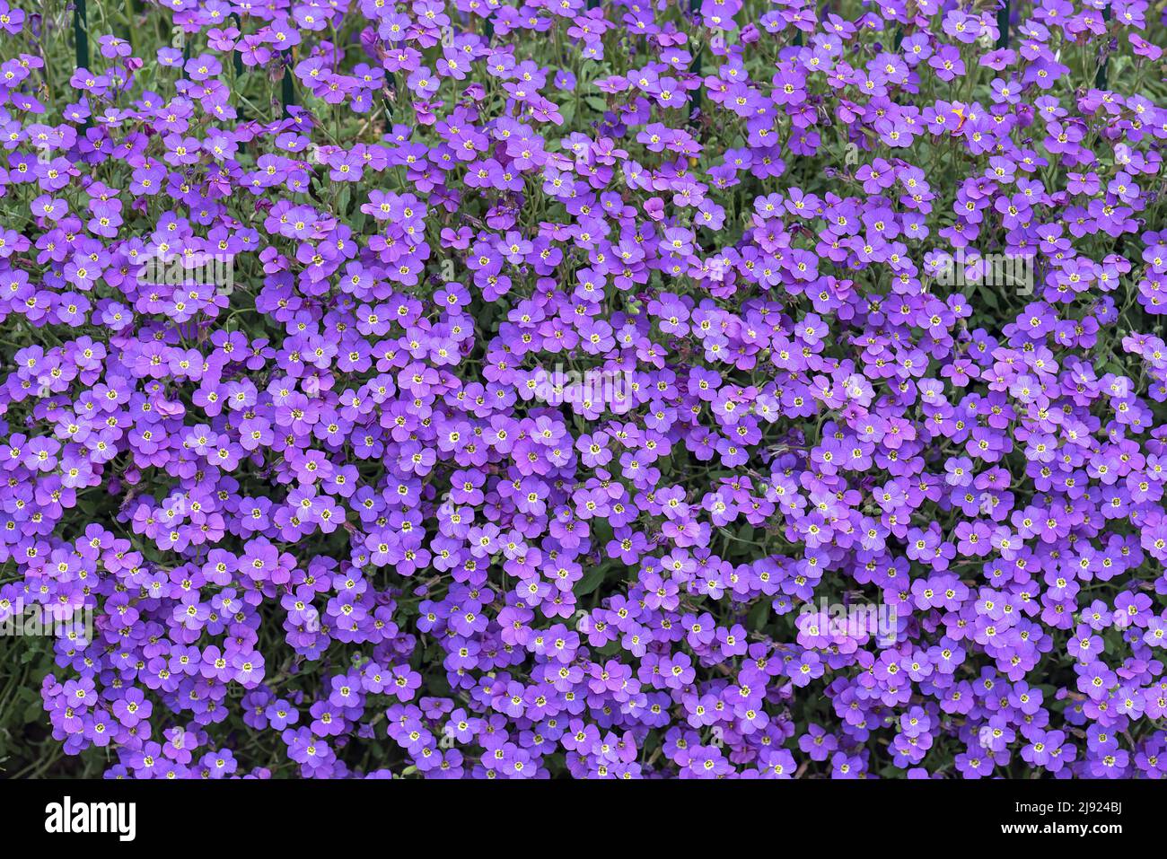 Aubrietas fiorito (Aubrieta), Aubrietia, Baviera, Germania Foto Stock