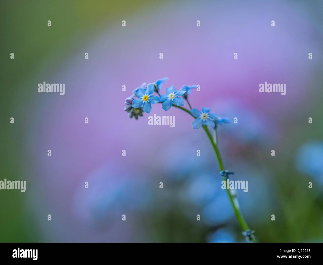 Legno Forget-me-Not (Myosotis sylvatica), Leoben, Stiria, Austria Foto Stock