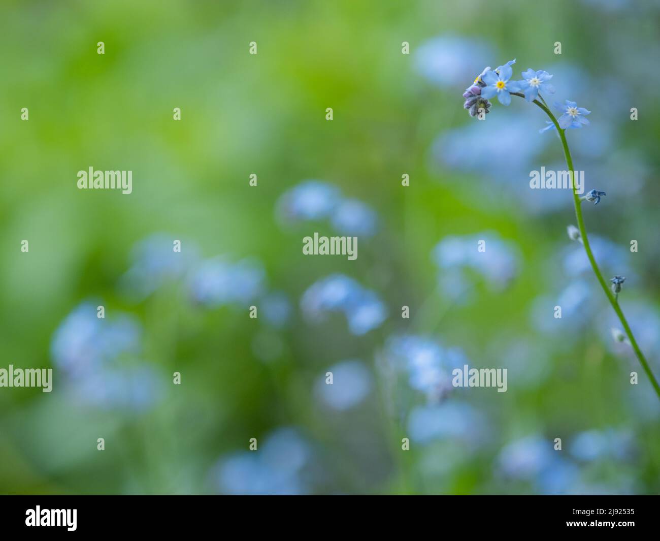 Legno Forget-me-Not (Myosotis sylvatica), Leoben, Stiria, Austria Foto Stock