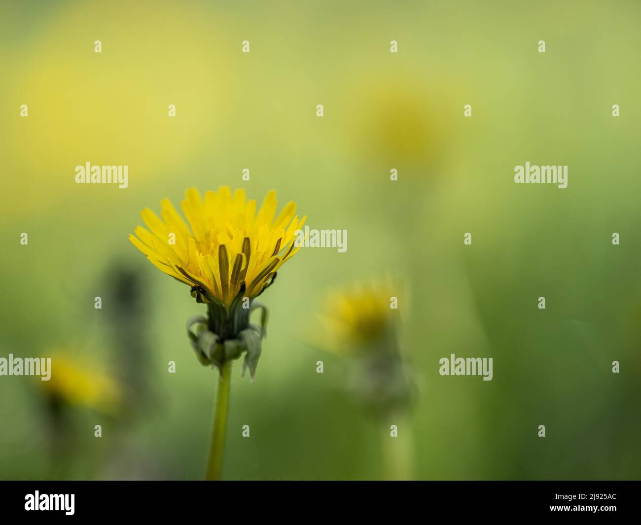 Fiore singolo, dente di leone (TARAXACUM), Leoben, Stiria, Austria Foto Stock