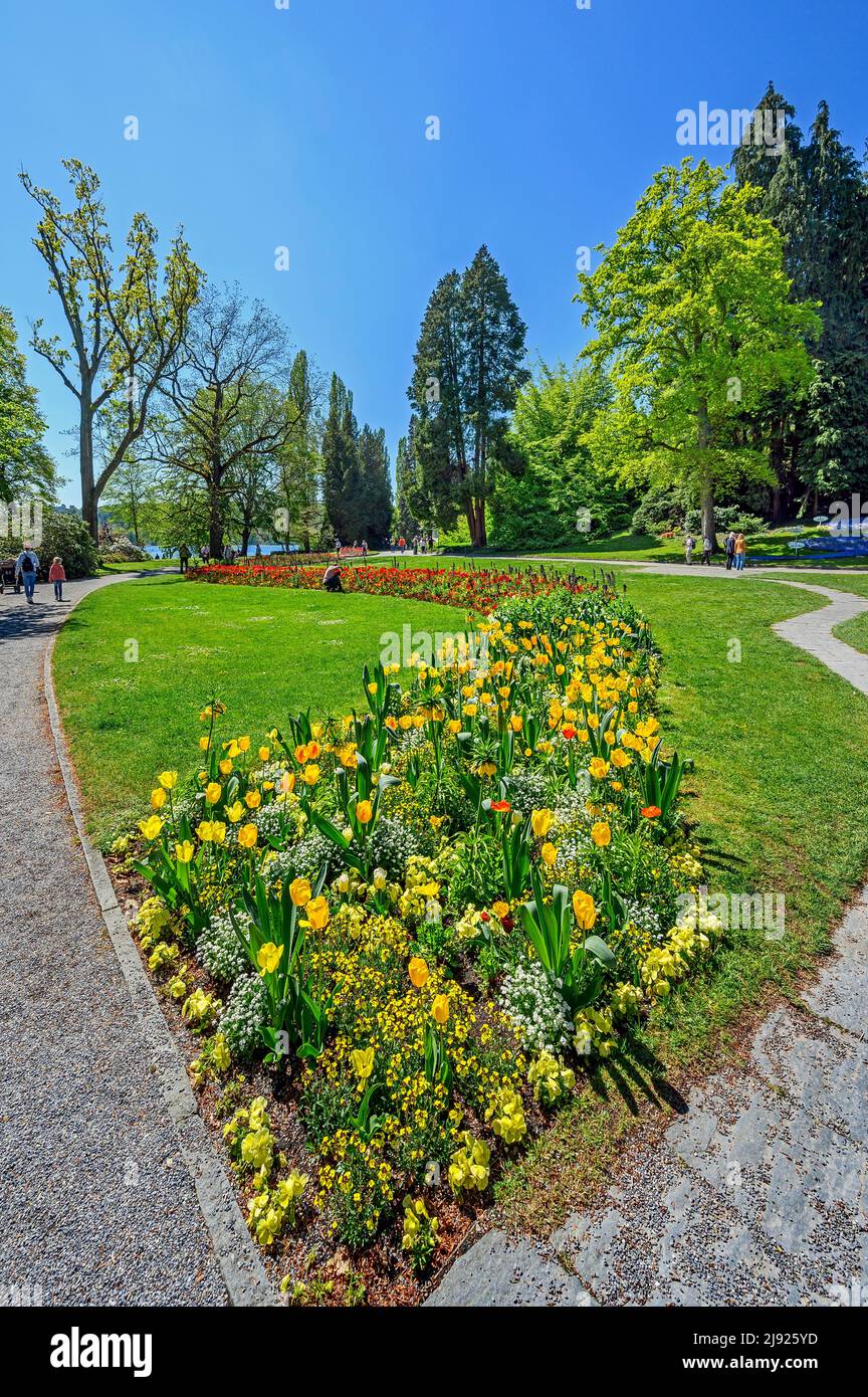 Tulip (Tulipa) letto e fresco primavera verde, Mainau Island, Lago di Costanza, Baden-Wuettemberg, Germania Foto Stock